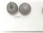 Click for 1 image(s) for this accession. FRUIT